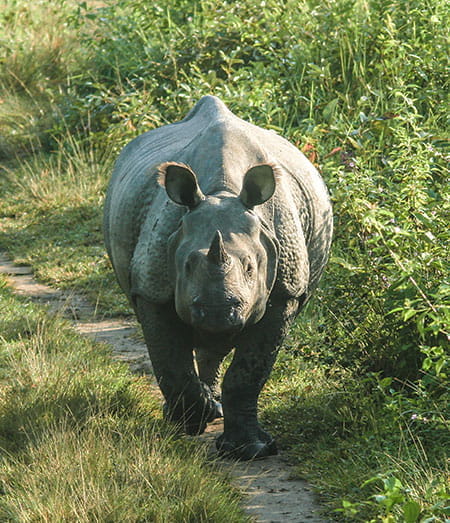 See Rhinos in Kaziranga