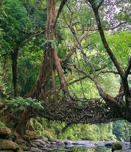 Visit Root Bridges