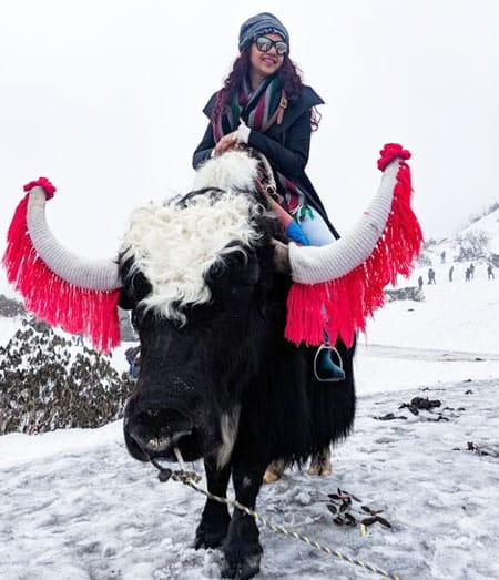 Meet the Yak