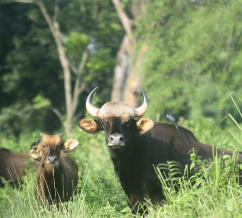 DOOARS - JALDAPARA AND BUXA TIGER RESERVE