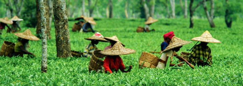 Culture of Assam