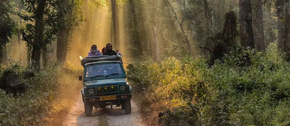Jungle Safari