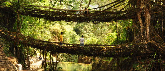 Living Root Bridge