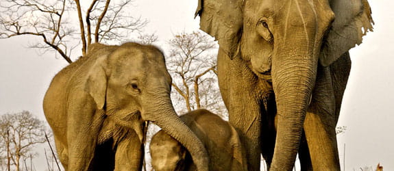 Manas National Park