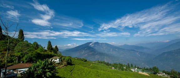 Pelling