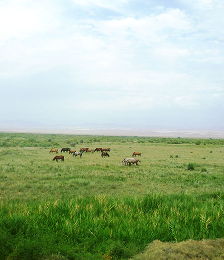 Kazakhstan Steppes