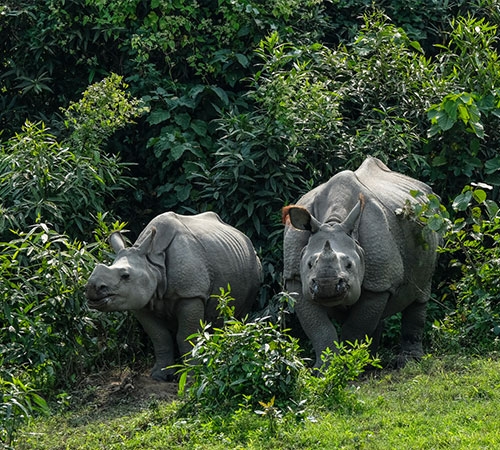 Assam Tea & Wildlife Tour