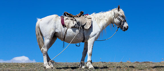 Horse Trekking in Alay or Boz-Uchuk