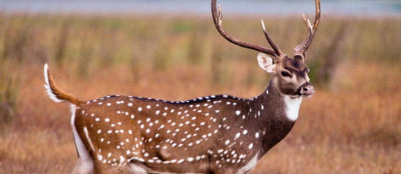 Senchal Lake & Wildlife Sanctuary