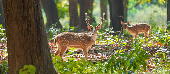 Jim Corbett National Park
