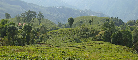 Darjeeling