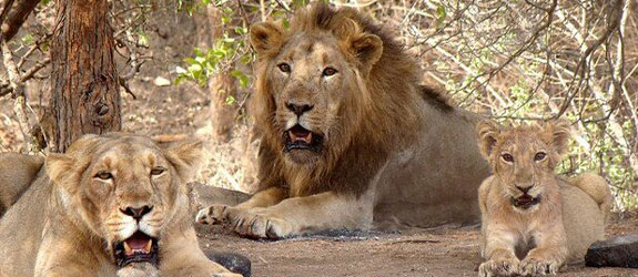 Gir National Park