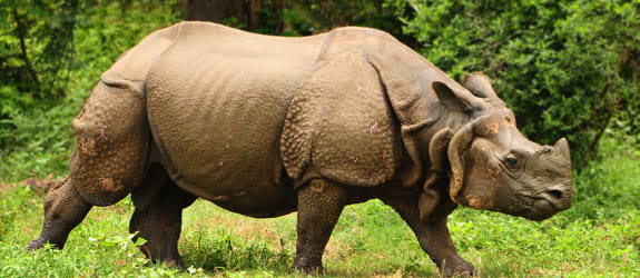 Kaziranga National Park