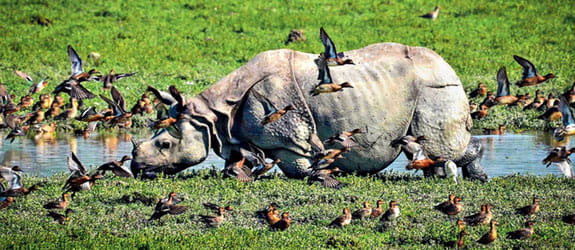 Pobitora Wildlife Sanctuary