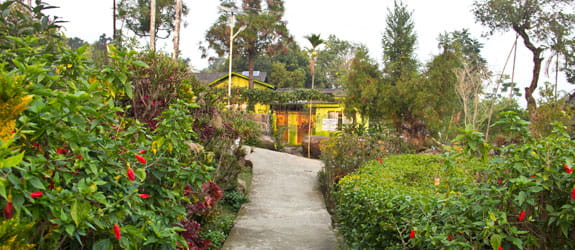 Stroll through Mawlylong