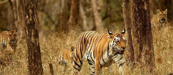 Tadoba Tiger Safari