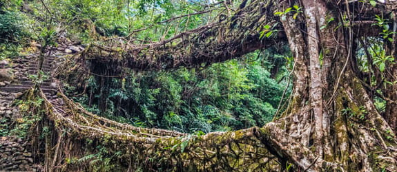 Trek to the mystifying Living Root Bridge