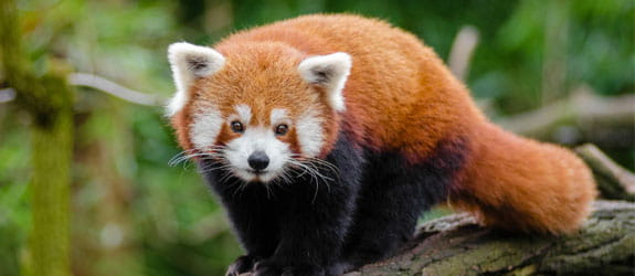 Wildlife Spotting in Sikkim